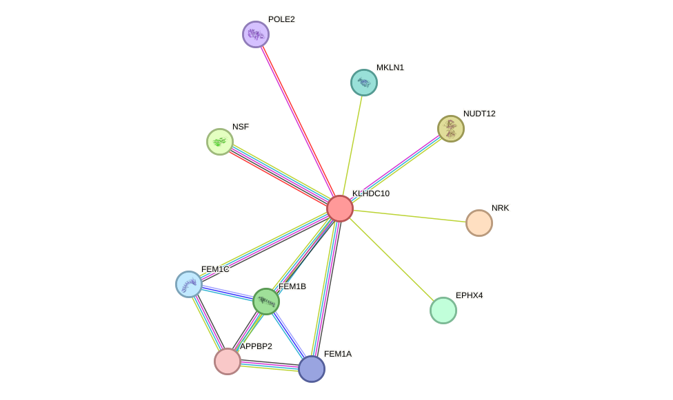STRING protein interaction network