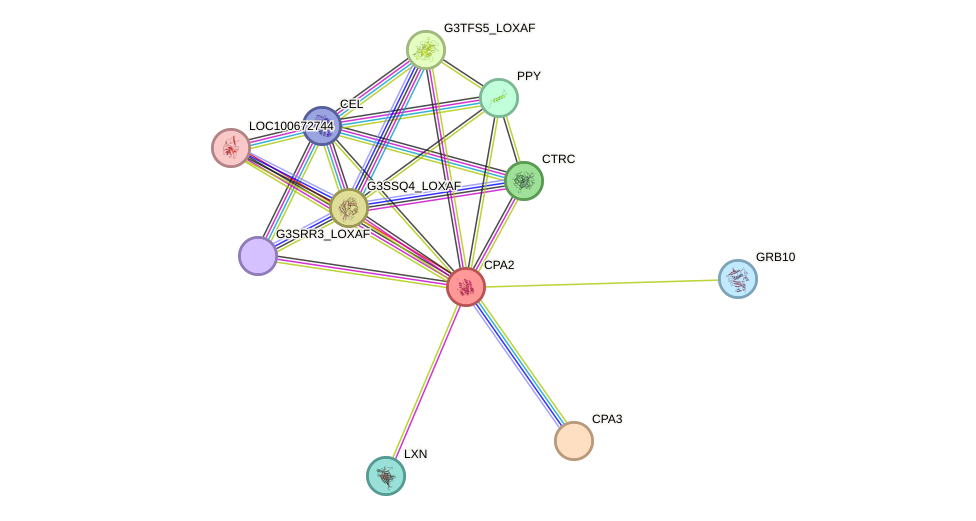 STRING protein interaction network