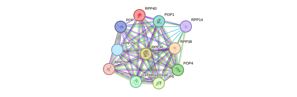 STRING protein interaction network