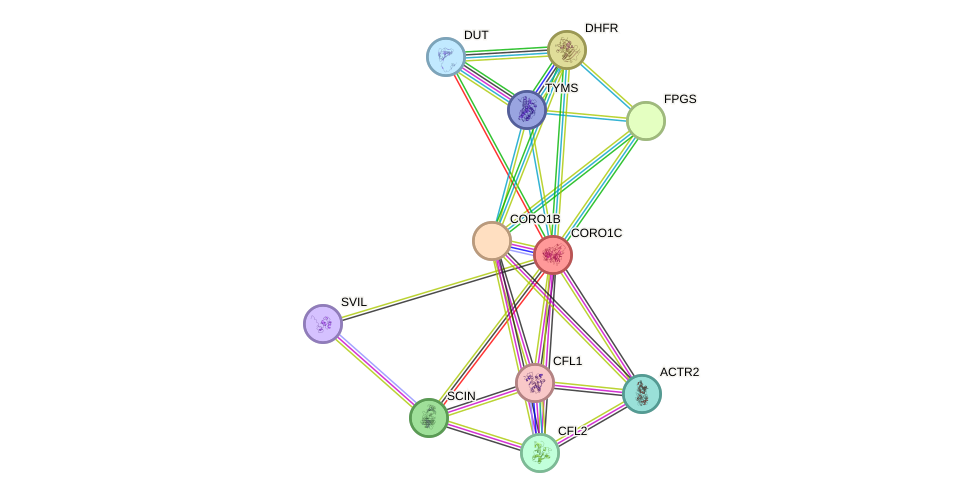 STRING protein interaction network