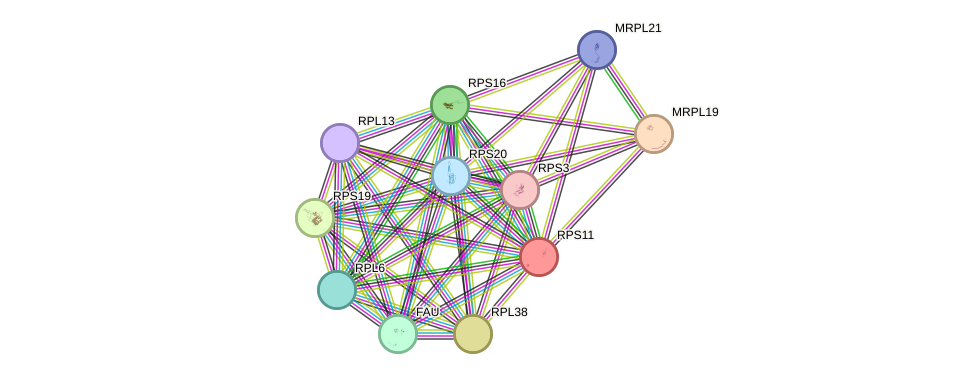 STRING protein interaction network