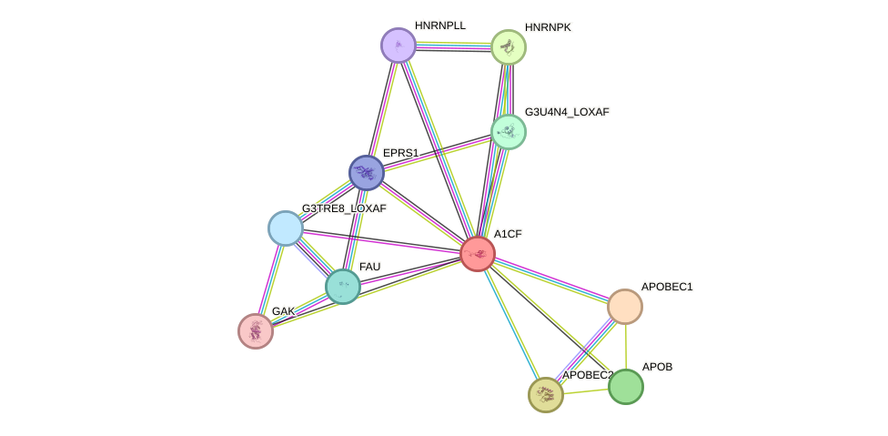 STRING protein interaction network