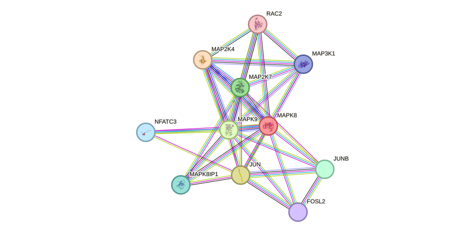 STRING protein interaction network