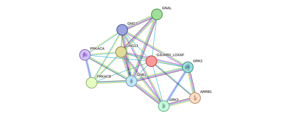 STRING protein interaction network