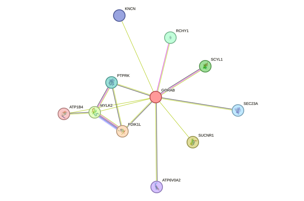 STRING protein interaction network