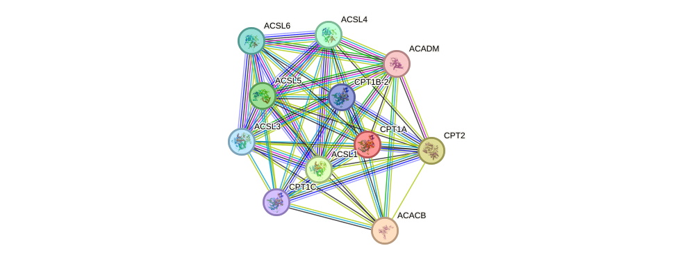 STRING protein interaction network