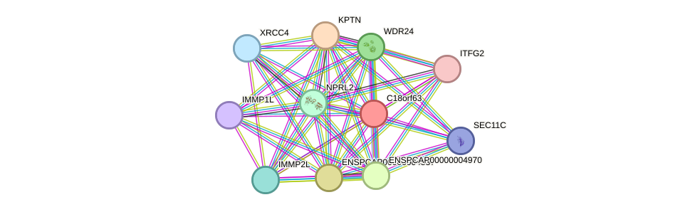 STRING protein interaction network