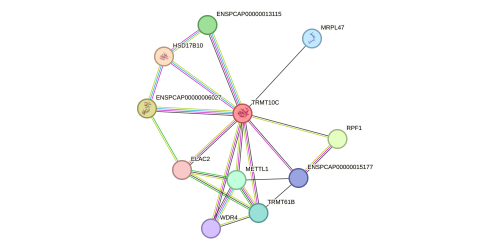 STRING protein interaction network