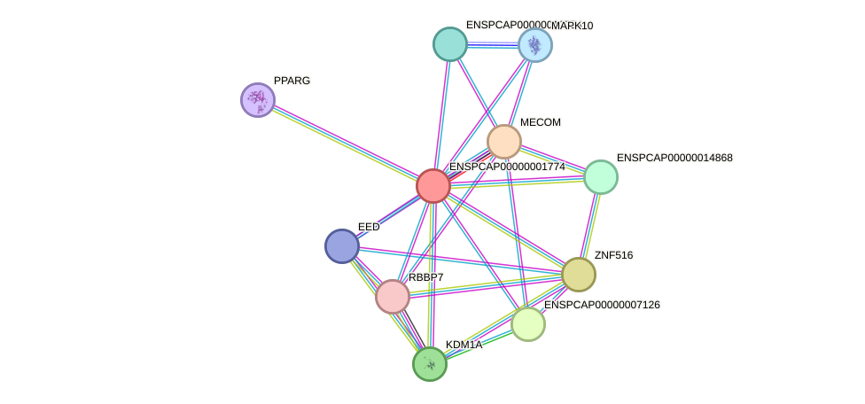 STRING protein interaction network