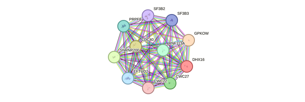 STRING protein interaction network