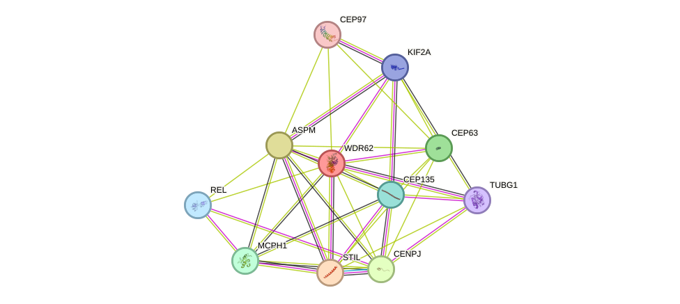 STRING protein interaction network