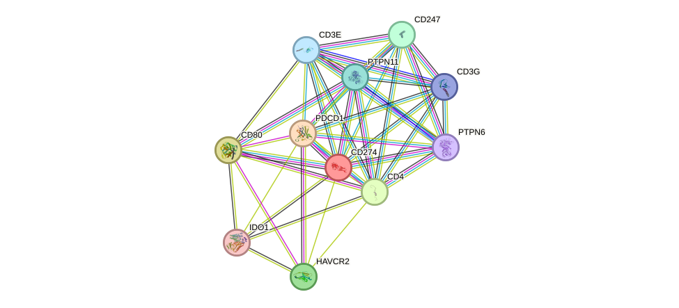 STRING protein interaction network