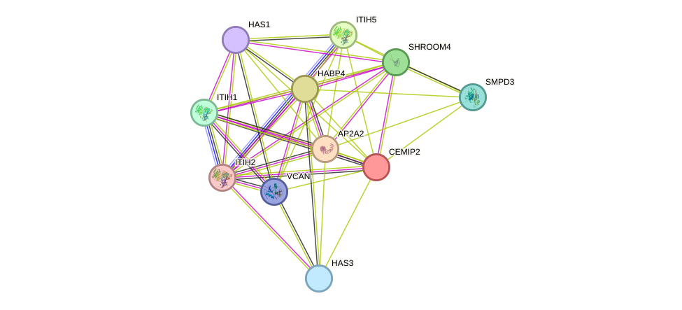 STRING protein interaction network