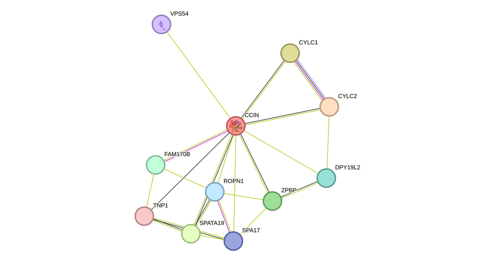 STRING protein interaction network