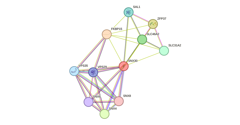 STRING protein interaction network