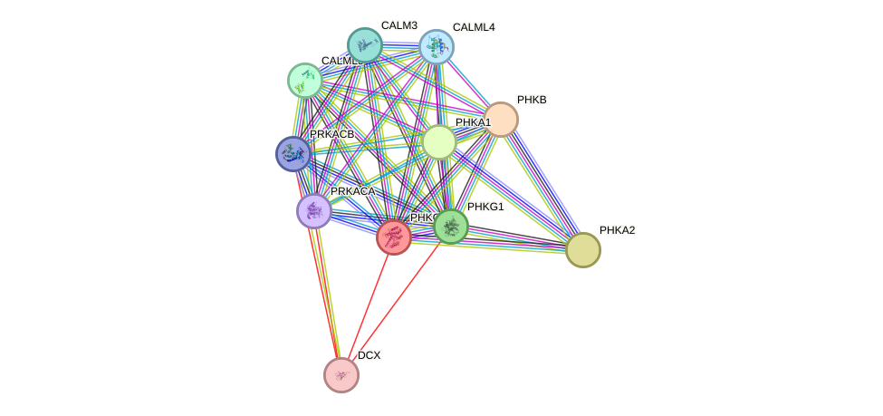 STRING protein interaction network