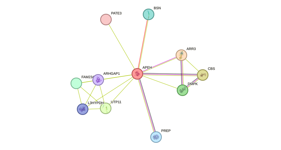 STRING protein interaction network