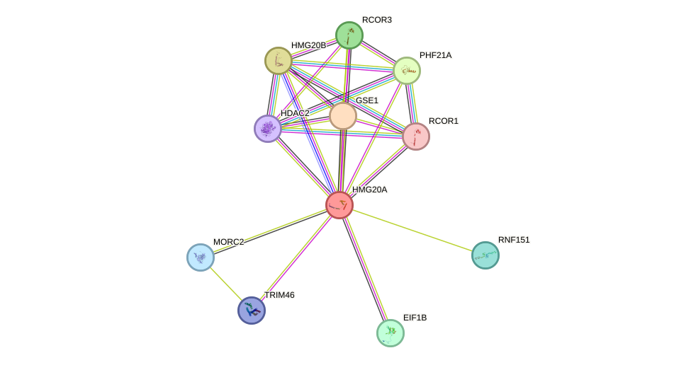 STRING protein interaction network