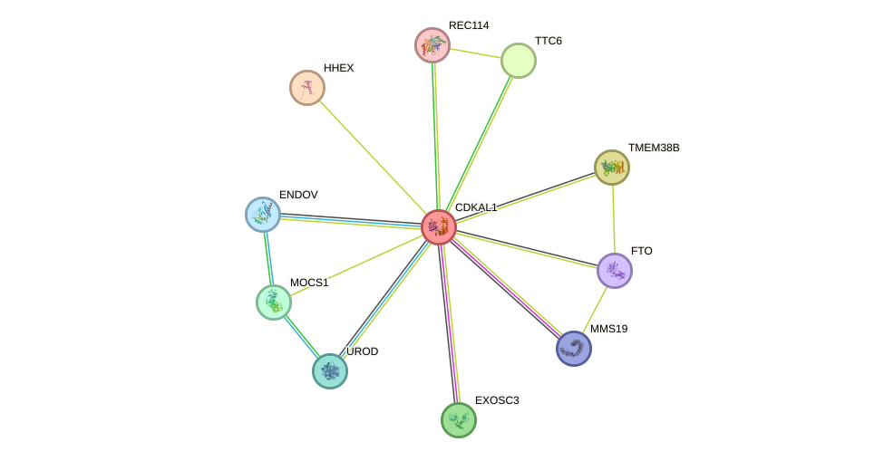 STRING protein interaction network