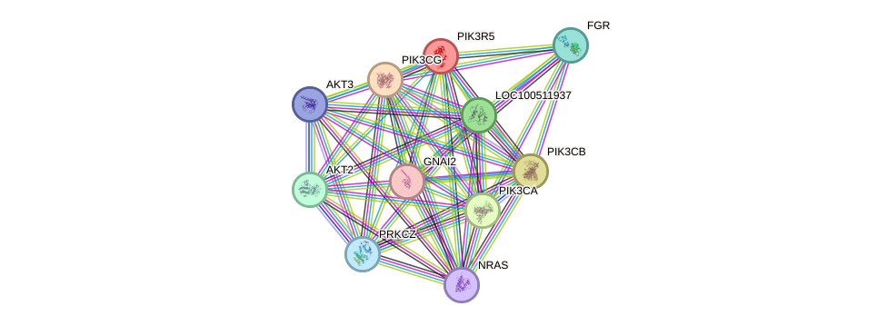 STRING protein interaction network