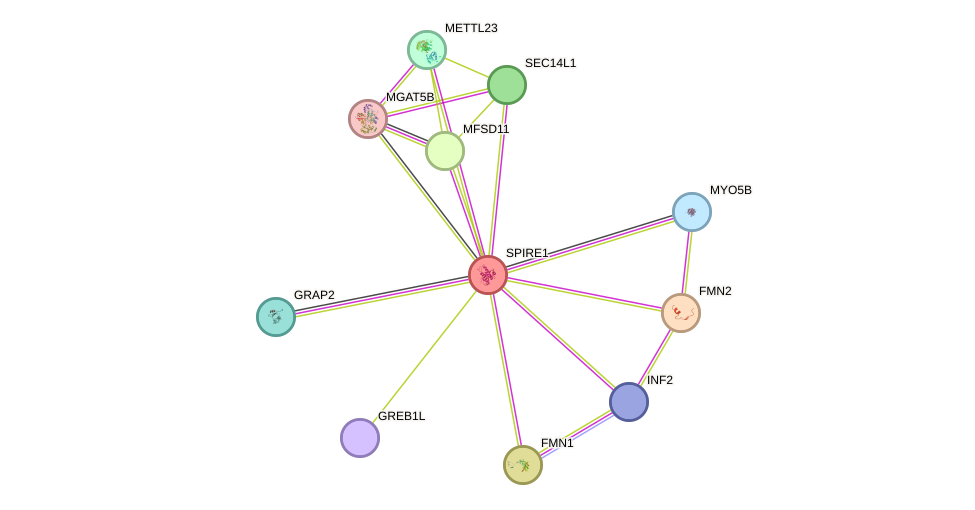 STRING protein interaction network