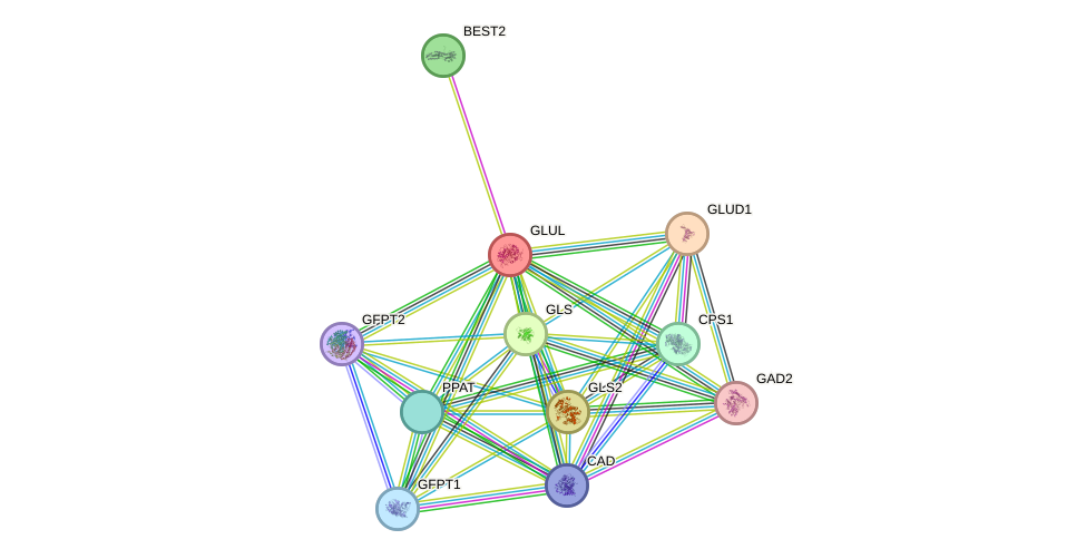 STRING protein interaction network