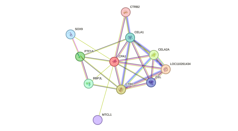 STRING protein interaction network