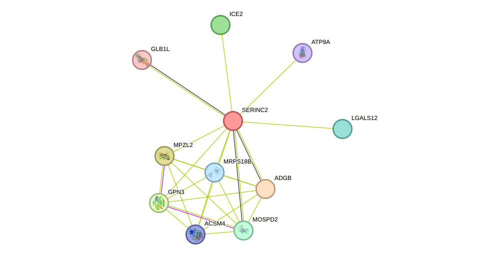 STRING protein interaction network