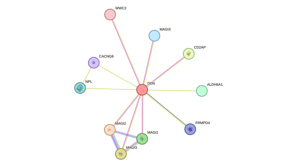 STRING protein interaction network