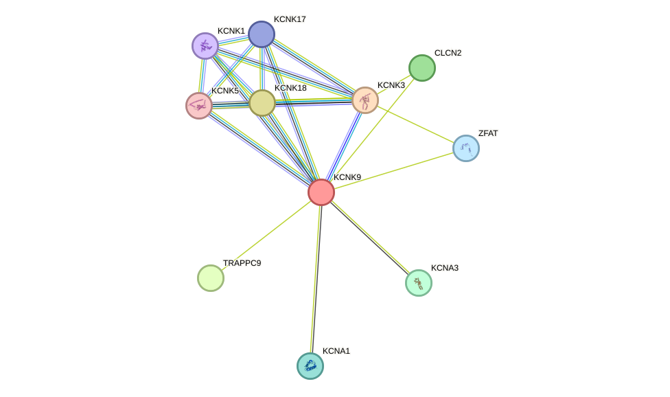 STRING protein interaction network