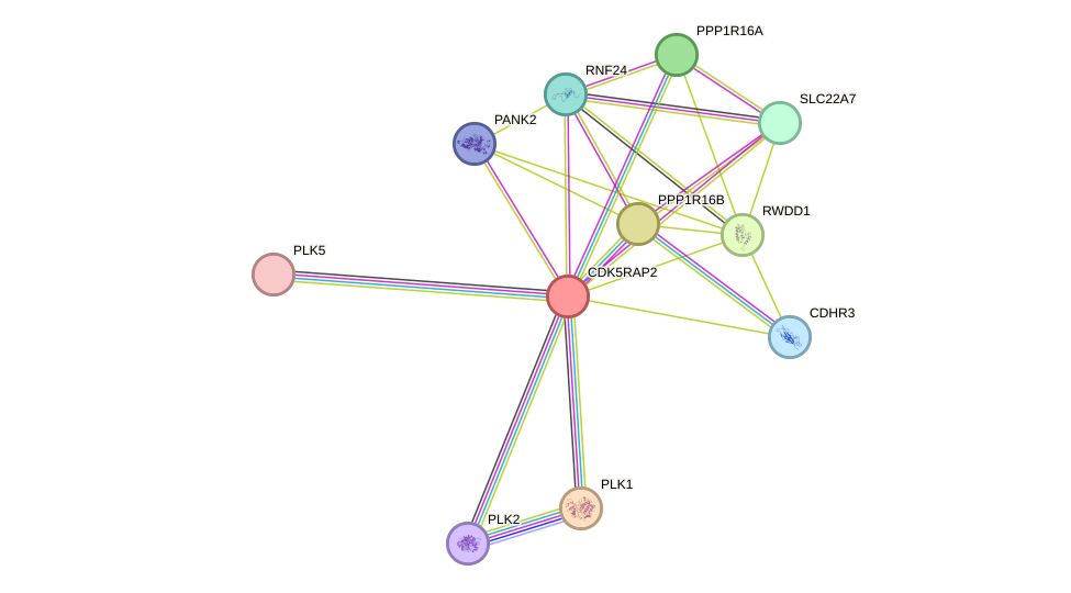 STRING protein interaction network