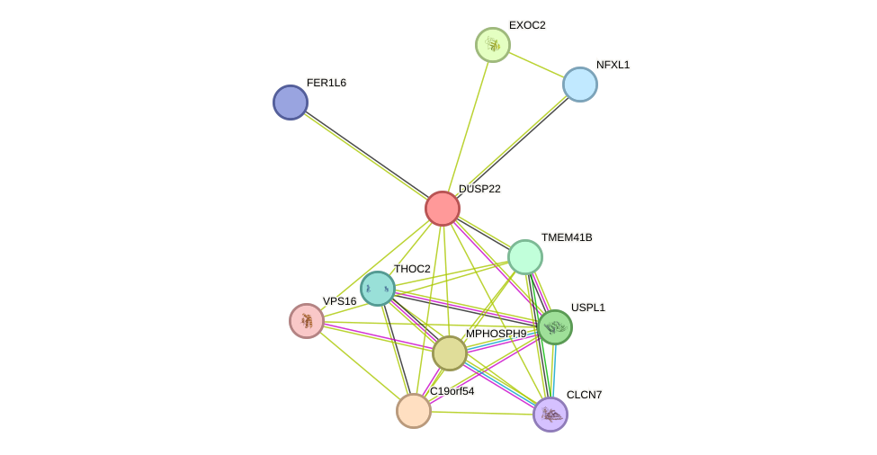 STRING protein interaction network