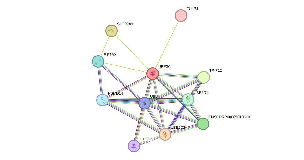 STRING protein interaction network