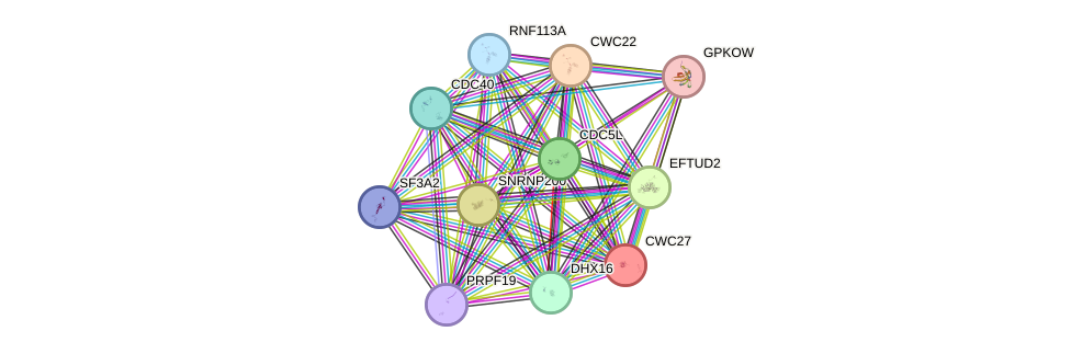 STRING protein interaction network