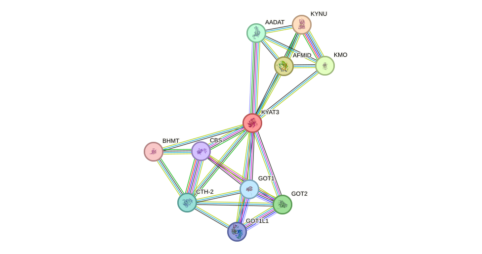 STRING protein interaction network