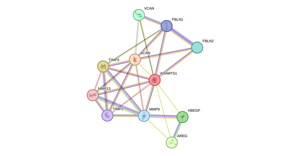 STRING protein interaction network