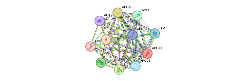 STRING protein interaction network