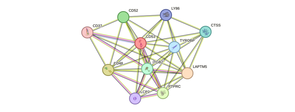 STRING protein interaction network