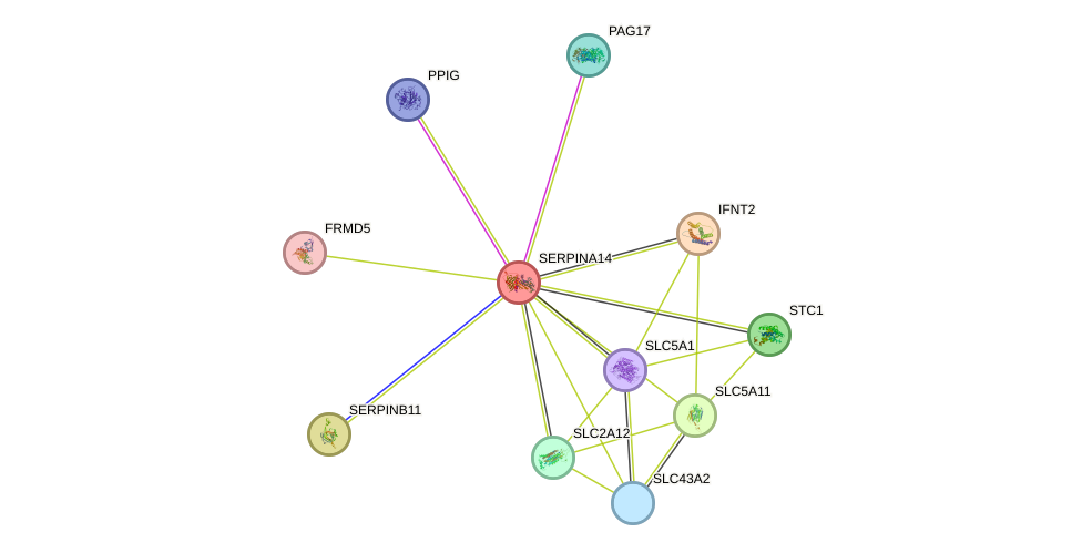 STRING protein interaction network