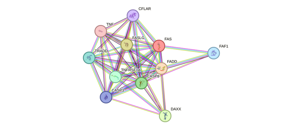 STRING protein interaction network