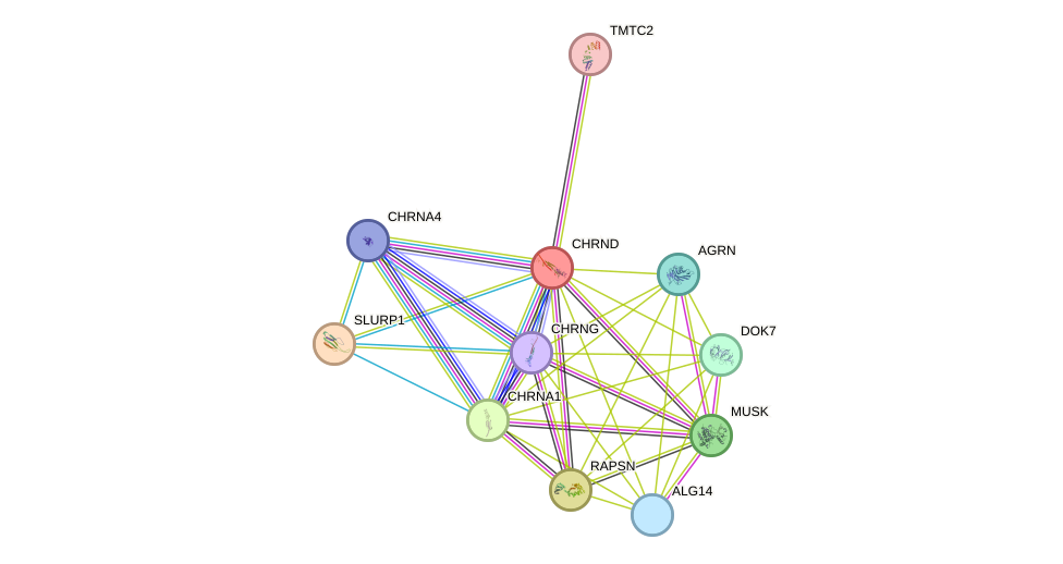 STRING protein interaction network