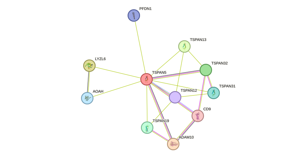 STRING protein interaction network