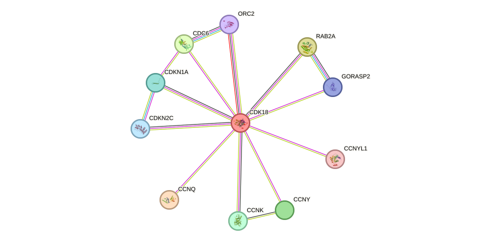 STRING protein interaction network