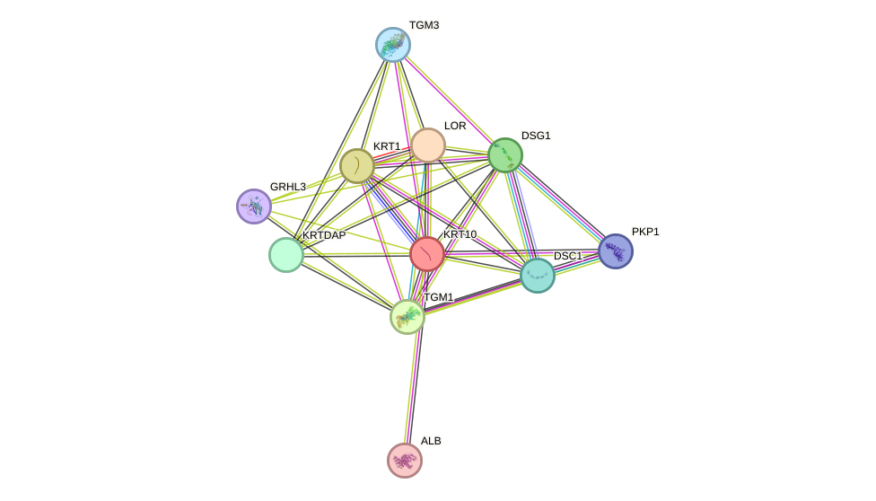 STRING protein interaction network