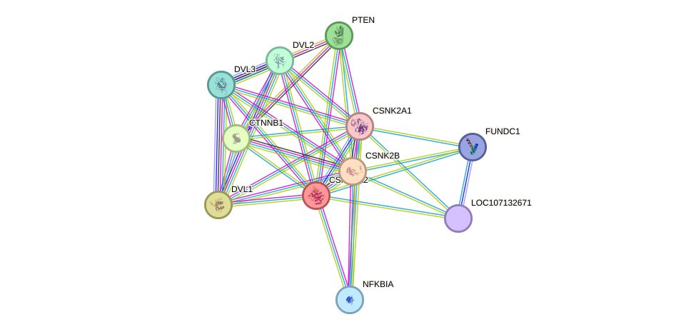 STRING protein interaction network