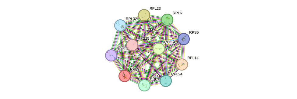 STRING protein interaction network