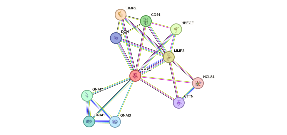 STRING protein interaction network