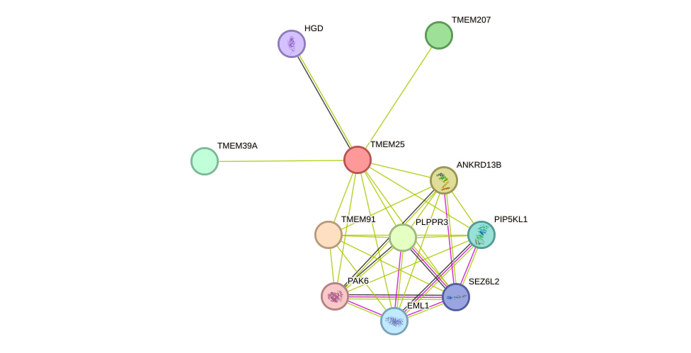 STRING protein interaction network