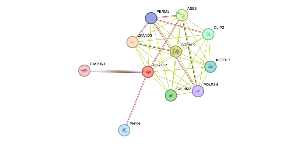 STRING protein interaction network