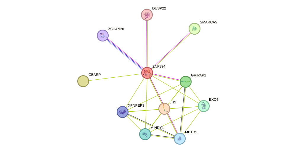 STRING protein interaction network